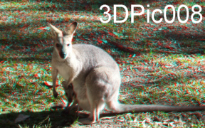 3D Anaglyph native Australian Wildlife Kangaroo Wallaby Qld